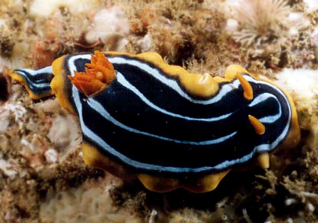 Chromodoris kuiteri